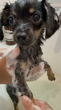 N.K 様のお迎えした子犬