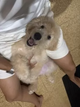 kj 様のお迎えした子犬