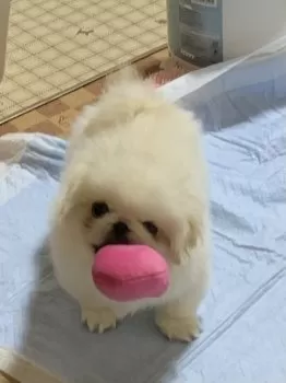 H.H 様のお迎えした子犬