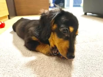 ともとも 様のお迎えした子犬
