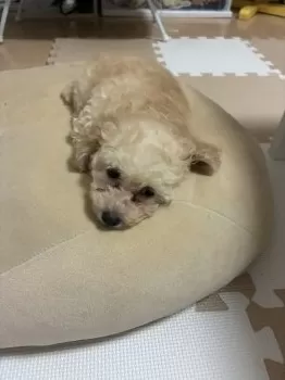 チアキ 様のお迎えした子犬