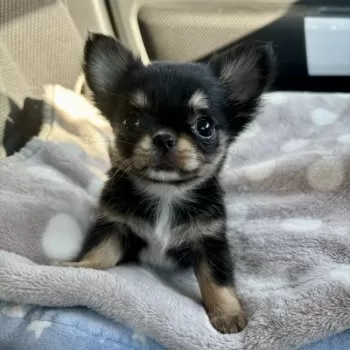 S.O 様のお迎えした子犬