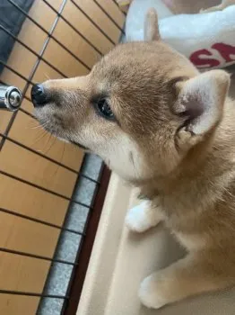 E.T 様のお迎えした子犬