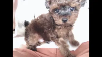 マカママ 様のお迎えした子犬