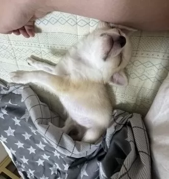 RAY 様のお迎えした子犬