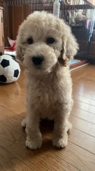 あーーや 様のお迎えした子犬