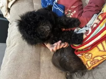 K.Ｉ 様のお迎えした子犬