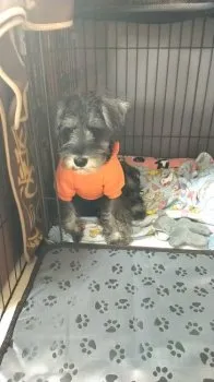 よっちゃん 様のお迎えした子犬