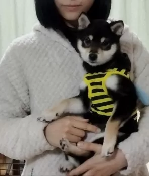 昊と音羽 様のお迎えした子犬