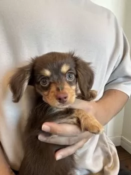 O.K 様のお迎えした子犬