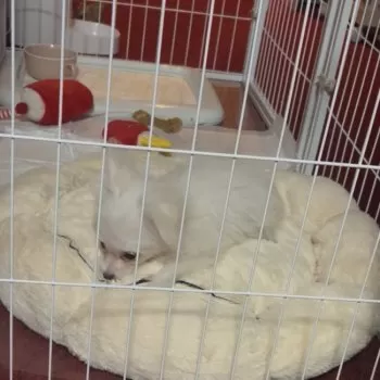 Fizz 様のお迎えした子犬