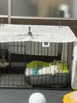 Taka 様のお迎えした子犬