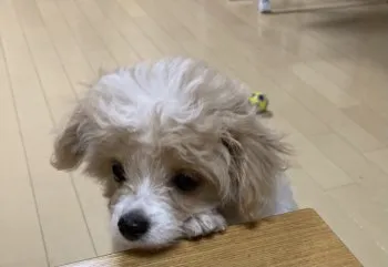 コハク 様のお迎えした子犬