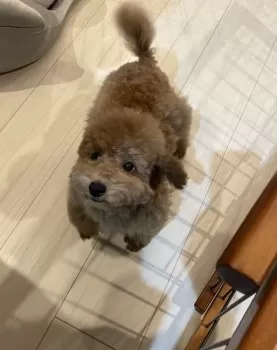 E.Y 様のお迎えした子犬