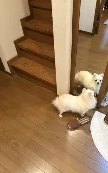 シャンディ 様のお迎えした子犬