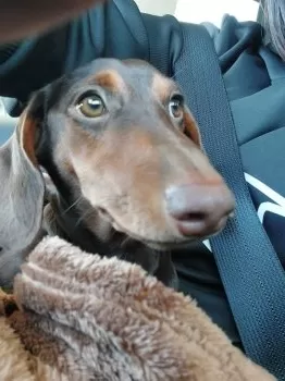 M.S 様のお迎えした子犬