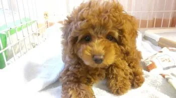 メアリー 様のお迎えした子犬