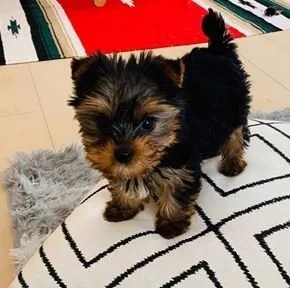 はまぐり 様のお迎えした子犬