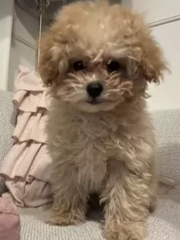 みしゃ 様のお迎えした子犬