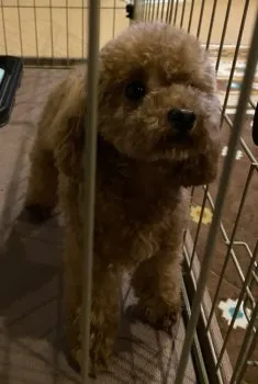 K 様のお迎えした子犬