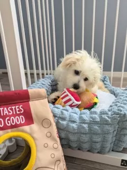 E.S 様のお迎えした子犬