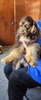 ココ 様のお迎えした子犬