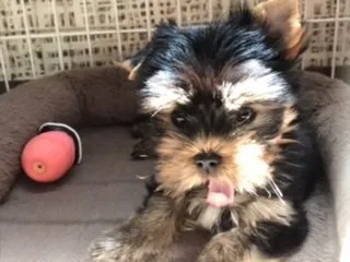 ボルボ 様のお迎えした子犬