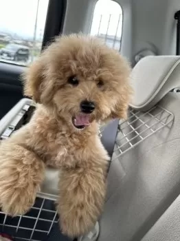 A.O 様のお迎えした子犬