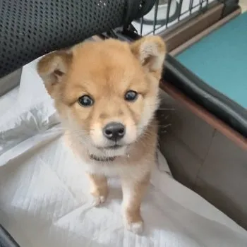 N.Y 様のお迎えした子犬