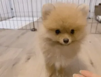 Y・T 様のお迎えした子犬