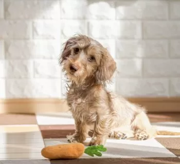 S.M 様のお迎えした子犬