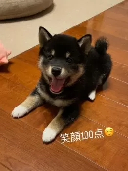 うらら 様のお迎えした子犬
