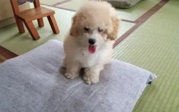 ra 様のお迎えした子犬