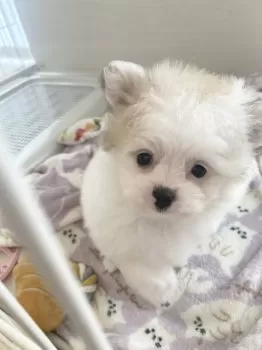 asa0220 様のお迎えした子犬
