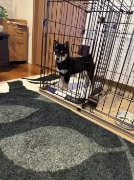 k.t 様のお迎えした子犬