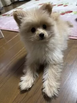 S.K 様のお迎えした子犬