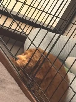 サハ 様のお迎えした子犬