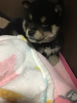 善くん(*´︶`*) 様のお迎えした子犬