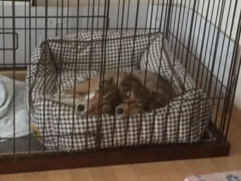 永田哲也 様のお迎えした子犬