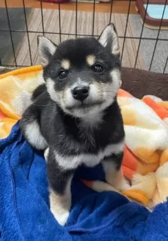 リュウジ 様のお迎えした子犬