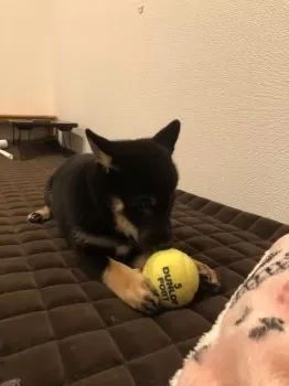 T.K 様のお迎えした子犬