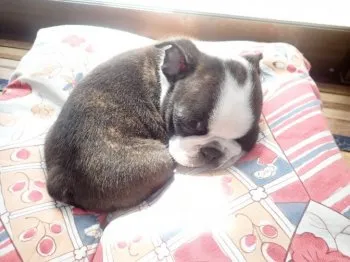O.F 様のお迎えした子犬