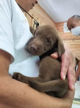 チョコママ 様のお迎えした子犬