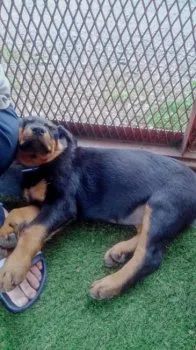 コマ 様のお迎えした子犬