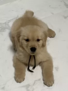 T.S 様のお迎えした子犬