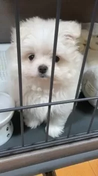 K.N 様のお迎えした子犬