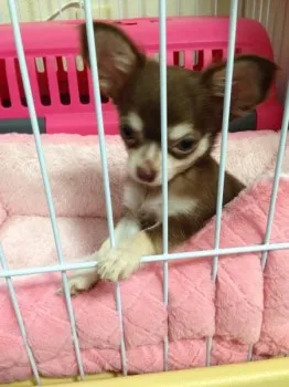 ちわわん 様のお迎えした子犬