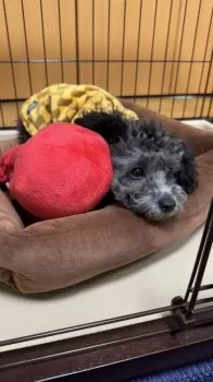 きよし 様のお迎えした子犬