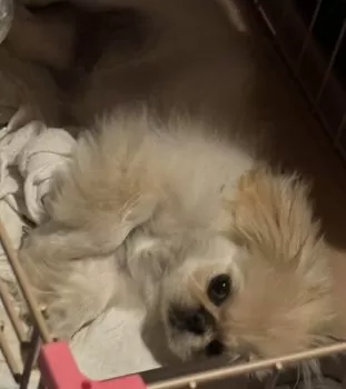 トッシー 様のお迎えした子犬