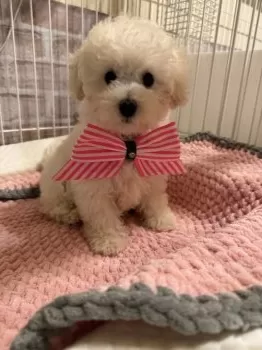 ひまわり 様のお迎えした子犬
